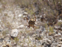 Backobourkia brouni