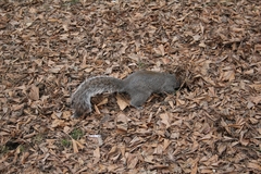 Sciurus carolinensis