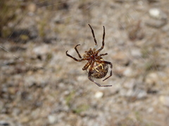 Backobourkia brouni