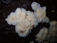 Rigidoporus umbonatipes