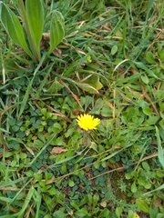 Crepis sancta