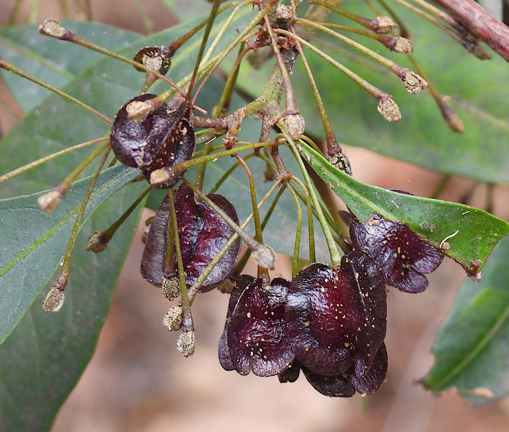 Common Hop Bush From Brian Battersby Reserve Arana Hills Brisbane Qld Australia On October