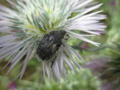 Tropinota squalida canariensis