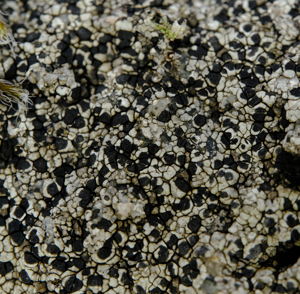 Convex-areole Almond Lichen