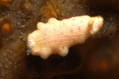 Dermatobranchus albus image