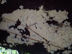 Rigidoporus umbonatipes