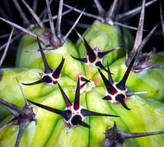Myrtillocactus cochal