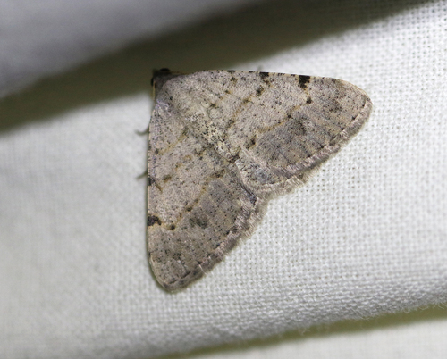 Polilla de la Gobernadora
