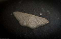 Idaea eretmopus