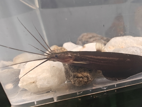 Scorpion cat-fish (Heteropneustes fossilis) — Heteropneustidae
