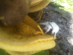 Spilosoma vestalis