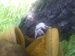 Spilosoma vestalis