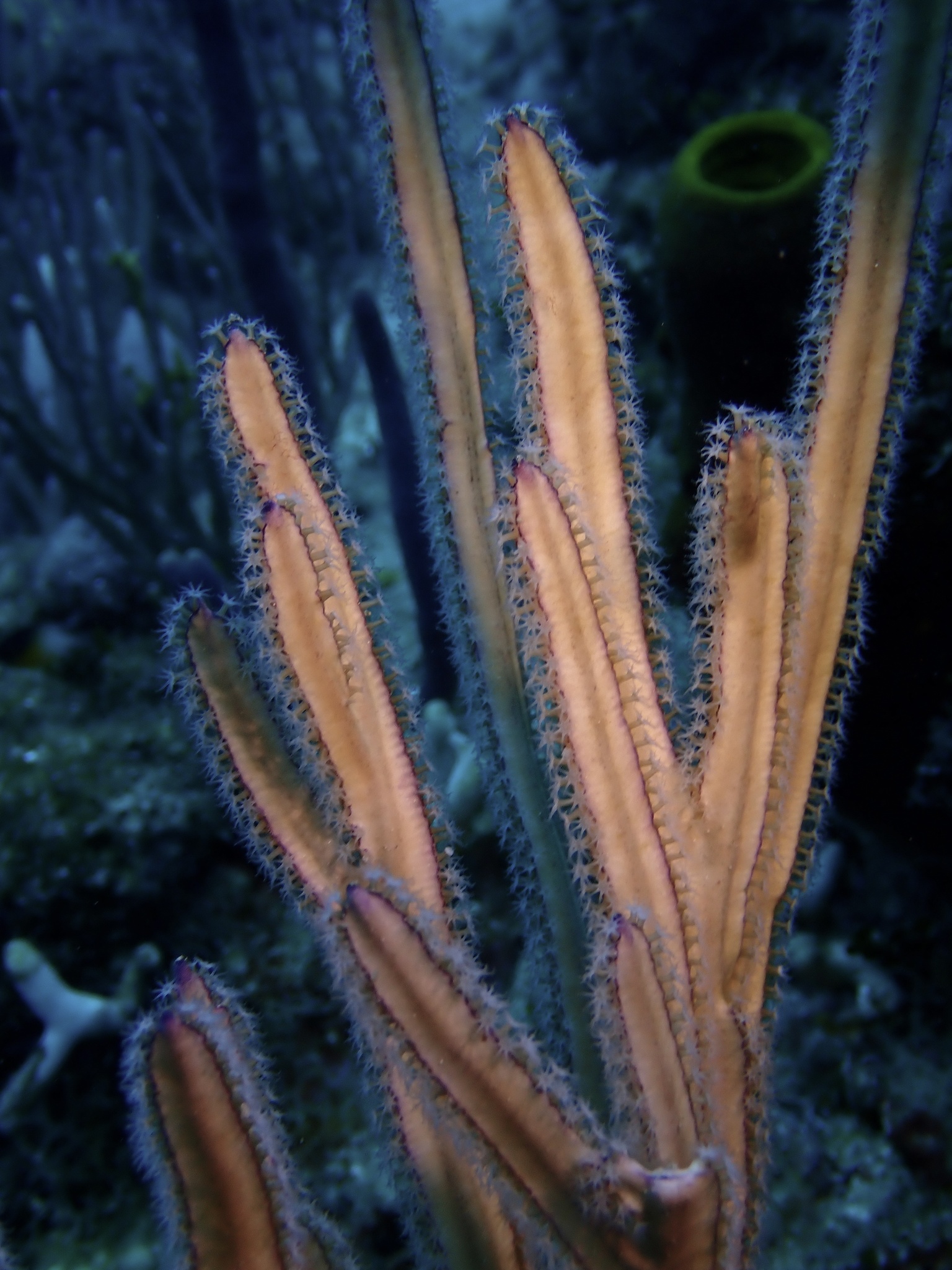 Pterogorgia anceps (Pallas, 1766)