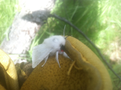 Spilosoma vestalis