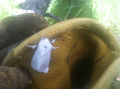 Spilosoma vestalis