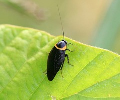 Hemithyrsocera palliata