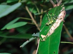 Conocephalus melaenus