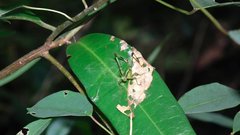 Conocephalus melaenus