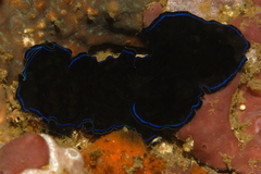 Pseudoceros caeruleocinctus