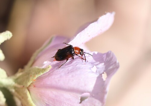 Pteleon brevicornis