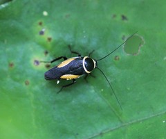 Hemithyrsocera vittata