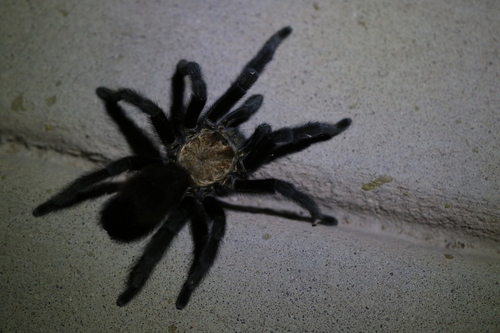 Texas Brown Tarantula