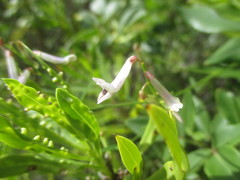 Vicia aphylla