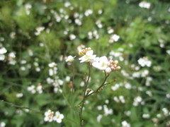 Crambe strigosa