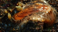 Scutus unguis
