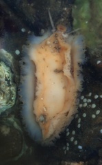 Scutus unguis