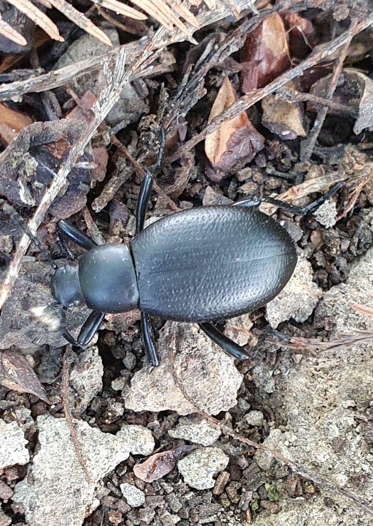 Eleodes brucei