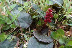 Gunnera prorepens