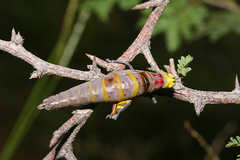 Thericles obtusifrons