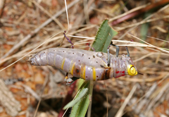 Thericles obtusifrons