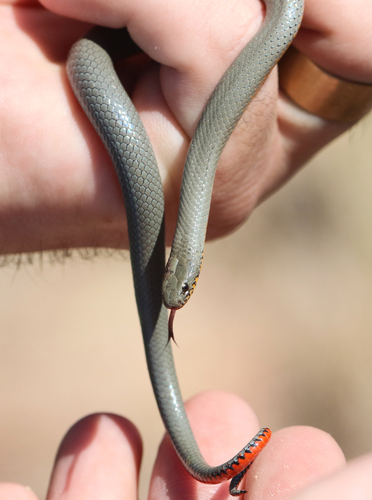 Regal Ringneck Snake