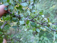 Coprosma wallii
