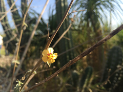 Abutilon trisulcatum