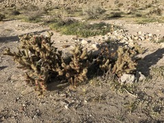 Cylindropuntia wolfii