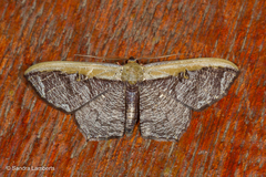 Zythos strigata