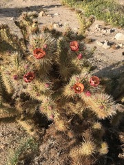 Cylindropuntia wolfii