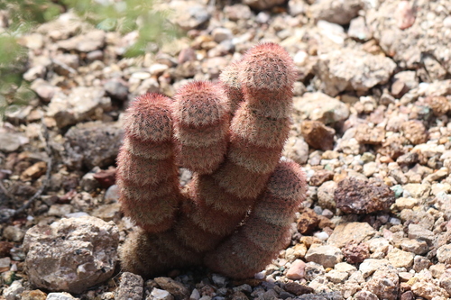 Echinocereus dasyacanthus dasyacanthus