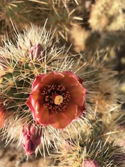 Cylindropuntia wolfii
