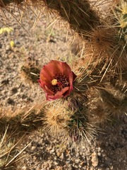 Cylindropuntia wolfii