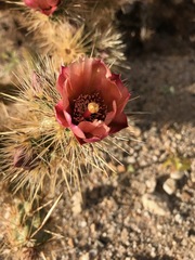 Cylindropuntia wolfii