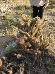 Cylindropuntia wolfii