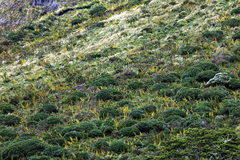 Aciphylla horrida