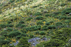 Aciphylla horrida