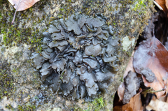 Lathagrium auriforme