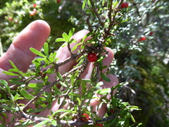 Coprosma cuneata