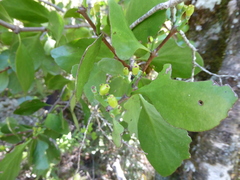 Peraxilla colensoi